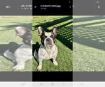 Small Photo #3 French Bulldog Puppy For Sale in Brights Grove, Ontario, Canada