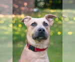 Small Photo #3 Mutt Puppy For Sale in Woodbury, NY, USA
