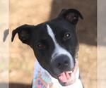 Small #1 Labrador Retriever Mix
