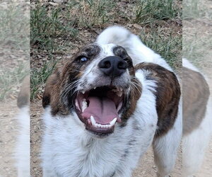 Chandler Friends - Male Great Pyrenees-Unknown Mix Dog for Adoption - Photo #4