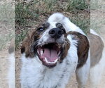 Small Photo #4 Great Pyrenees-Unknown Mix Puppy For Sale in Boston, MA, USA