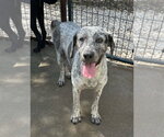 Small #2 Labrador Retriever Mix
