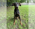 Small #2 Doberman Pinscher