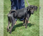 Small #1 Plott Hound Mix