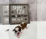 Small #1 Shih Tzu