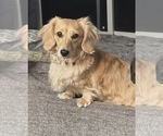 Small Photo #1 Dachshund Puppy For Sale in SAN DIEGO, CA, USA
