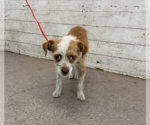 - Mix Dogs for adoption in San Bernardino, CA, USA