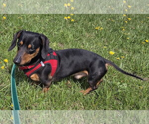 Dachshund Dogs for adoption in Taunton, MA, USA