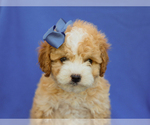 Small #1 Cavapoo (Miniature)