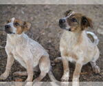 Small #2 Australian Shepherd Mix