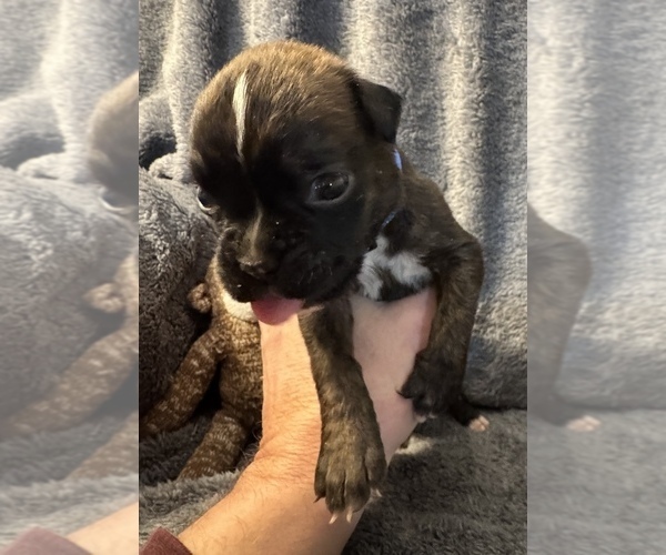 Medium Photo #7 Boxer Puppy For Sale in LANSING, MI, USA