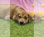 Small #8 Catahoula Leopard Dog