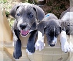 Small Photo #13 Great Dane Puppy For Sale in OGDEN, UT, USA