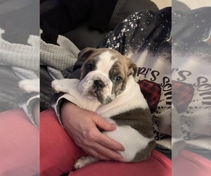 Bulldog Puppy for sale in FAYETTEVILLE, WV, USA