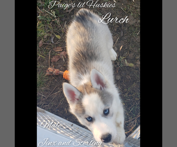 Medium Photo #27 Siberian Husky Puppy For Sale in BLOOMFIELD, IN, USA