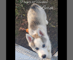 Small Photo #27 Siberian Husky Puppy For Sale in BLOOMFIELD, IN, USA