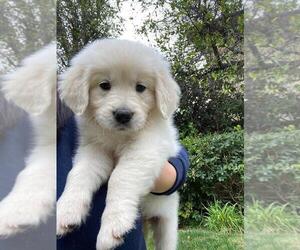 Golden Retriever Puppy for sale in CHATSWORTH, CA, USA
