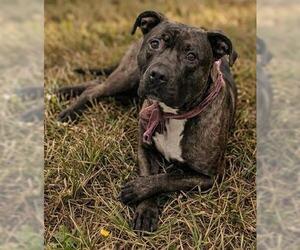Mutt Dogs for adoption in Akron, OH, USA