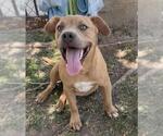 Small #1 Mutt