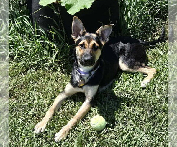 Medium Photo #4 Australian Kelpie-Unknown Mix Puppy For Sale in Andover, MN, USA