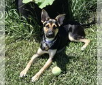 Small #3 Australian Kelpie Mix