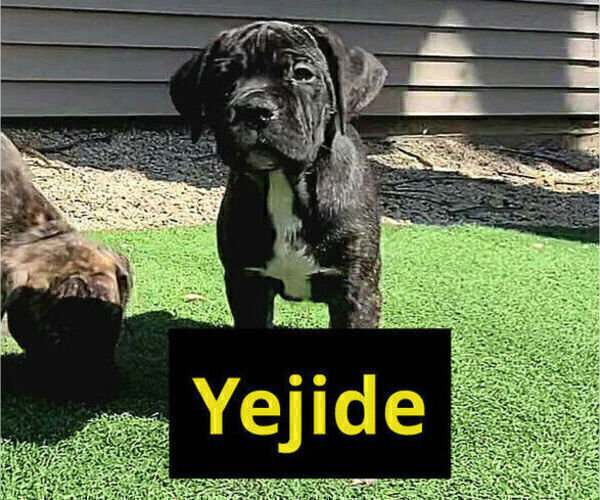 Medium Photo #2 America Bandogge Mastiff Puppy For Sale in JOLIET, IL, USA