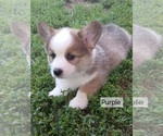 Puppy Simon Purple C Pembroke Welsh Corgi