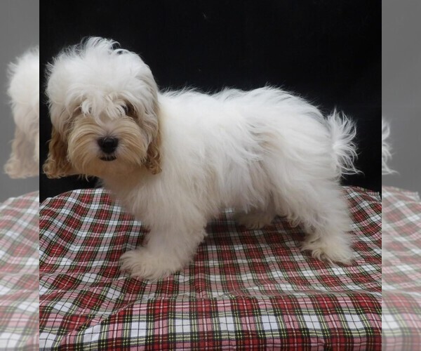 Medium Photo #3 Shih-Poo Puppy For Sale in PATERSON, NJ, USA