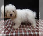 Joker - Male Shih-Poo Puppy for Sale - Photo #3