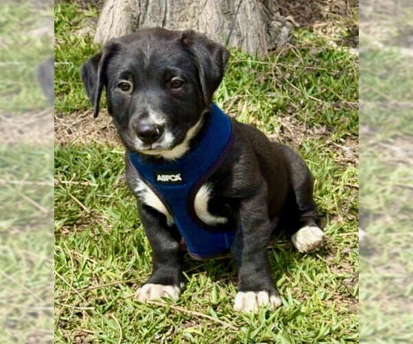 Medium Photo #3 Black Mouth Cur-Labrador Retriever Mix Puppy For Sale in San Diego, CA, USA