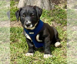 Gerrie - Male Black Mouth Cur-Labrador Retriever Mix Dog for Adoption - Photo #3