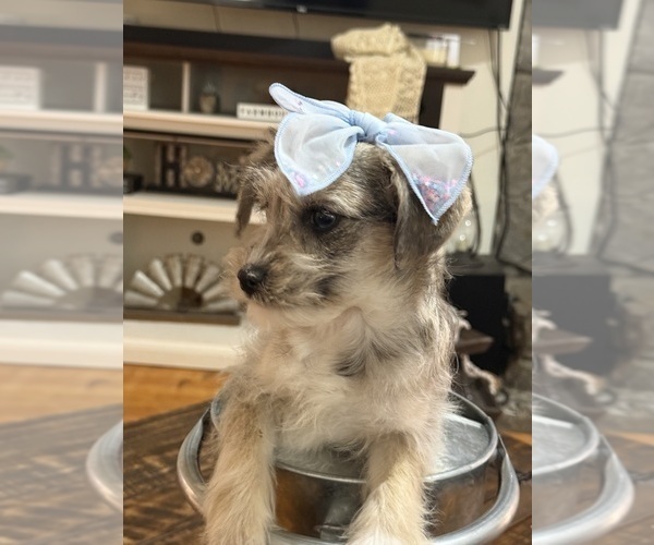 Medium Photo #12 Schnoodle (Miniature) Puppy For Sale in DINWIDDIE, VA, USA