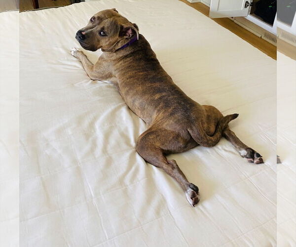 Medium Photo #10 Bullypit Puppy For Sale in Princeton, MN, USA