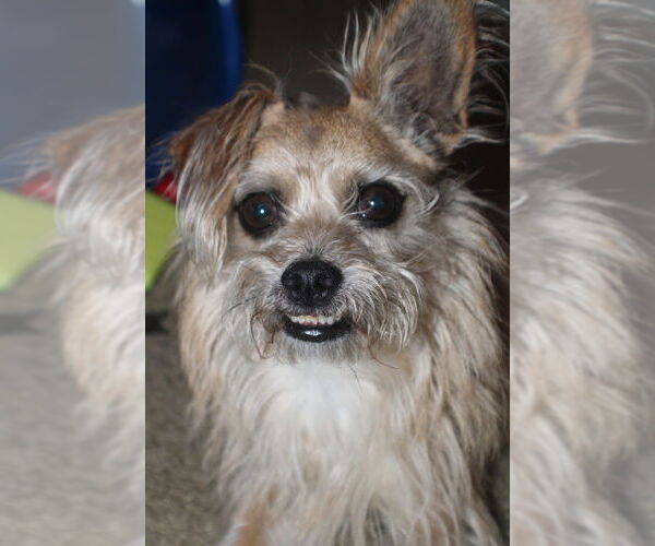 Medium Photo #1 Mutt Puppy For Sale in Evansville, IN, USA