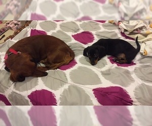 Mother of the Dachshund puppies born on 05/12/2020