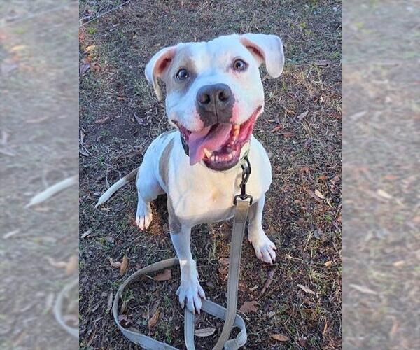 Medium Photo #1 American Pit Bull Terrier-Unknown Mix Puppy For Sale in Ocala, FL, USA