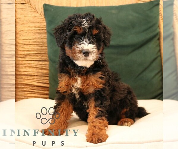 Medium Photo #3 Bernedoodle (Miniature) Puppy For Sale in NARVON, PA, USA