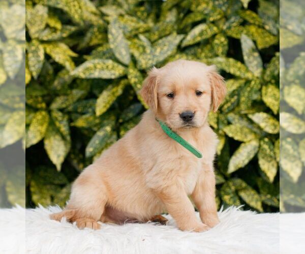 Medium Photo #3 Golden Retriever Puppy For Sale in NEW HOLLAND, PA, USA