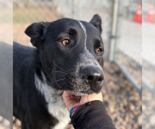 Medium Photo #4 Mutt Puppy For Sale in Rockaway, NJ, USA