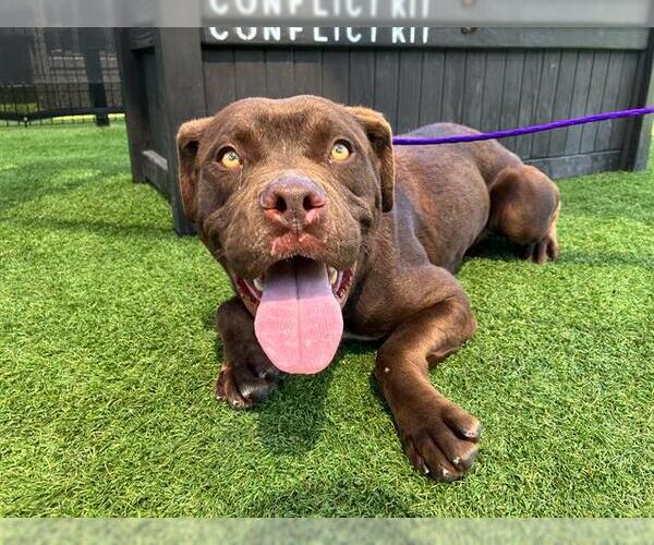 Medium Photo #2 Boxador Puppy For Sale in Orange, CA, USA