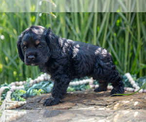 Medium Cocker Spaniel