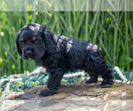Puppy Blessing Cocker Spaniel