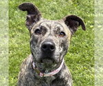 Small Black Mouth Cur Mix