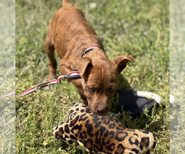 Medium Photo #4 Boxer-Unknown Mix Puppy For Sale in Yardley, PA, USA