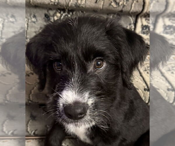 Medium Photo #1 Labradoodle Puppy For Sale in Wheaton, IL, USA