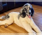 Small Photo #1 Bernedoodle Puppy For Sale in SHELBY, NC, USA