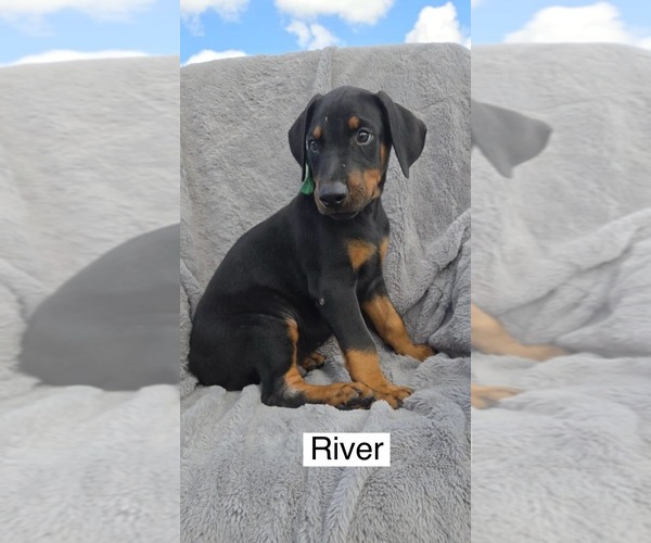 Medium Photo #3 Doberman Pinscher Puppy For Sale in POMEROY, OH, USA