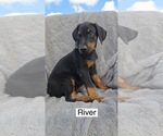 Small #2 Doberman Pinscher