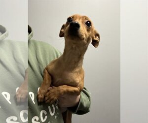 Chiweenie Dogs for adoption in Hoisington, KS, USA