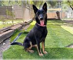 Small Photo #1 German Shepherd Dog Puppy For Sale in San Diego, CA, USA